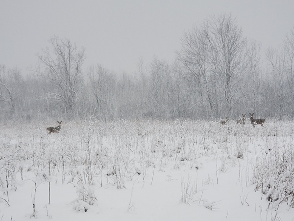 Honourable Mention, national photo contest