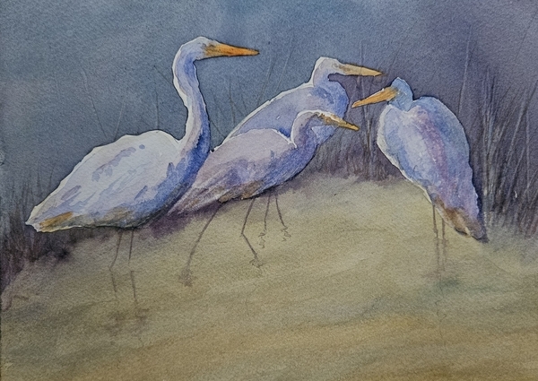 Four buddies (Egrets) | Quatre amis (Grandes aigrettes)